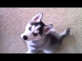 Proximo (Week 7 and 8 Siberian Husky Puppy)