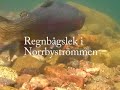 Rainbows mating in Norrby Creek Sweden www.norrbystrommen.se