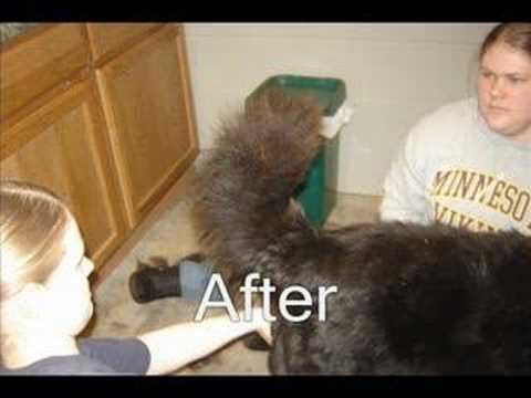Grooming For The Humane Society