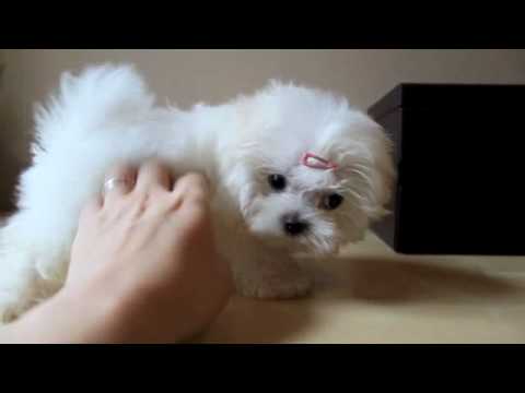 Teacup Maltese