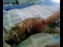 videos de FAT CAT (FAHT CAHT)
