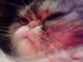 luca persian cat sleep persiano gatto funny