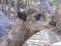 Bactrian Camel