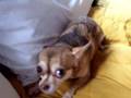 My chihuahua singing 