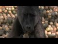 Animale in stare de ebrietate (animale bete)