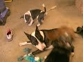 Athena playing with Bart and JoJo Athena playing with Bart and JoJo