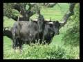 videos de TORIL KUNUCAYUCPI CONJ. WIÑAY TAKIY