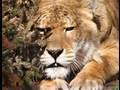 Ligers: A Cruelty Unveiled