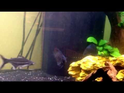 how to care knife fish