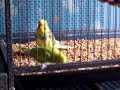 Federn sind zum spielen da