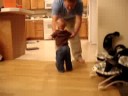 Shep getting better at walking