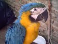 blue macaw \"oddy\"