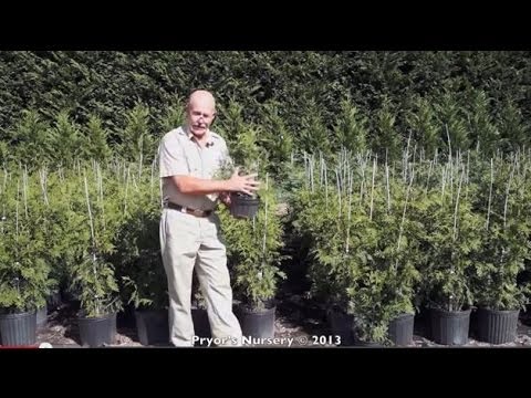 how to fertilize thuja green giants