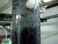Bio-Hydrogen Production with Bacteria II Bio-Hydrogen Production with Bacteria II