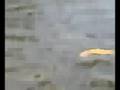 Cagata nel fiume Oglio