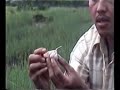 Bawang Putih Tunggal/Jantan baik Untuk Sek ?