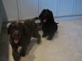 Labradoodle puppies for sale