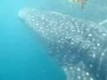 videos de Snorkeling with Whalesharks in Djibouti