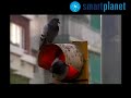 pájaros estresados