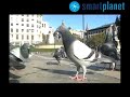 pájaros estresados