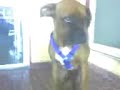 perro aragan.23
