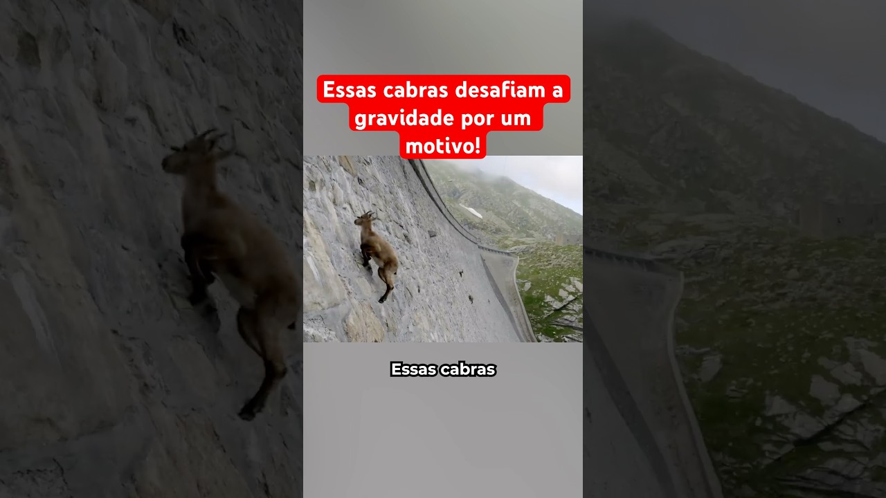 As Cabras Que Desafiam A Gravidade Por Motivo Incrível