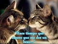 amor de chat amor de chat