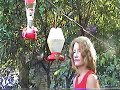 south texas hummingbirds south texas hummingbirds