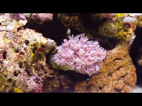 how to care for pulsing xenia