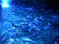 Click here to watch this video Baby Seals In Kaikoura.AVI