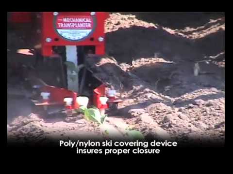 how to transplant celery