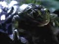 Classic Budweiser Commerical: Bud Frogs Original 1995 Super Bowl Ad