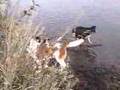 Border Collie video