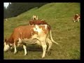 Vevey, dairy cows