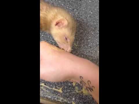 how to train ferret not to bite