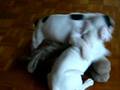 puppies playing19 