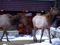 Elks searching for food at Jasper Park Lodge in Canada