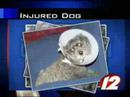 Call 12 for Action 2/12:  Dog   Groomer  Troubles