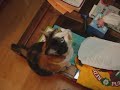Sweet Pea does NOT want to be Top Bay Area Pet