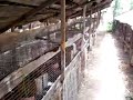 Angora Rabbit Farm, Kullu, HP, India Angora Rabbit Farm, Kullu, HP, India