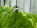 Close-Up van de tuin