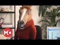 Work Horse - Busted