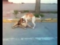 Amor de perros en cauquenes