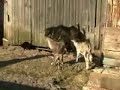 Pulyka, kecske