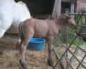 Highland Pony Foal Highland Pony Foal