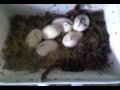 Eggs-out-2009