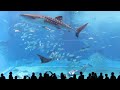 Visited Okinawa Churaumi Aquarium in February 2012. A (longish) full HD video I filmed of the main tank - Kuroshio Sea. Hope you enjoy it as much as I did! For more details about the aquarium: oki-churaumi.jp en.wikipedia.org Music from Konnexion Balkon's 