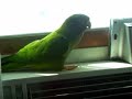 My Parrots talking, making noises, etc. My Parrots talking, making noises, etc.