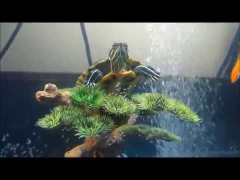 how to care for a baby red eared slider