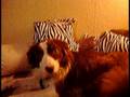 my sweet dog named Tapsel